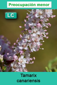 Tamarix canariensis