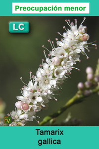 Tamarix gallica