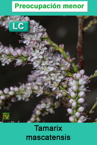 Tamarix mascatensis