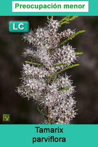 Tamarix parviflora