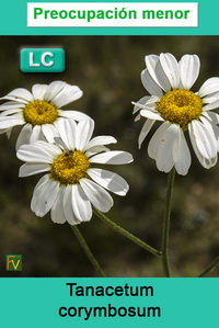 Tanacetum corymbosum