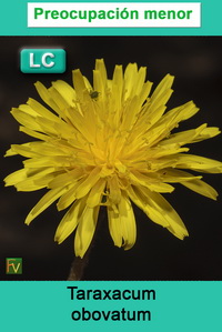 Taraxacum obovatum