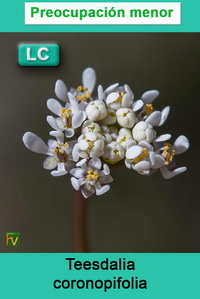 Teesdalia coronopifolia