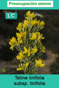 Teline linifolia linifolia