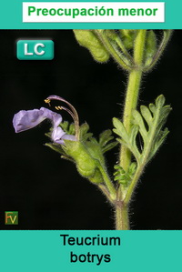 Teucrium botrys