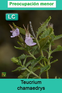 Teucrium chamaedrys