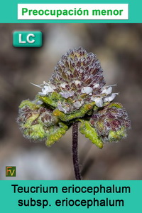 Teucrium eriocephalum eriocephalum