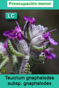 Teucrium gnaphalodes gnaphalodes