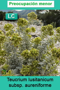 Teucrium lusitanicum aureniforme