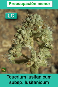 Teucrium lusitanicum lusitanicum