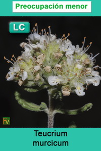 Teucrium murcicum
