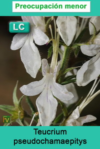 Teucrium pseudochamaepitys