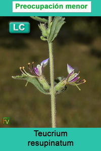 Teucrium resupinatum