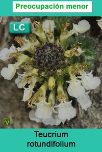 Teucrium rotundifolium