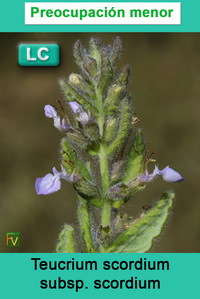Teucrium scordium scordium