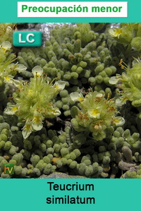 Teucrium similatum