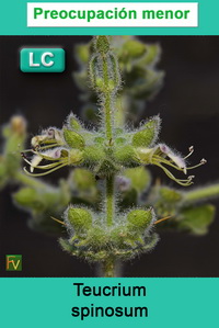 Teucrium spinosum