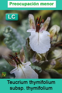 Teucrium thymifolium thymifolium