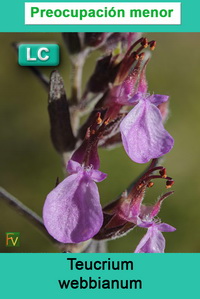 Teucrium webbianum