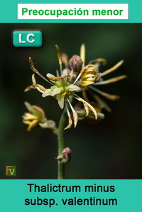 Thalictrum minus valentinum