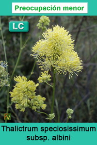 Thalictrum speciosissimum albini