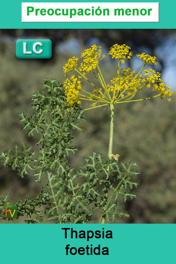 Thapsia foetida