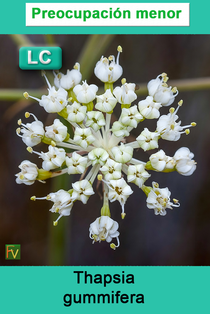 Thapsia gummifera