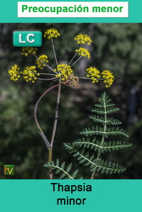 Thapsia minor