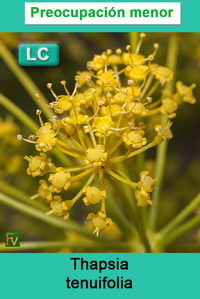 Thapsia tenuifolia