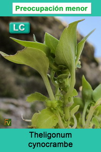 Theligonum cynocrambe