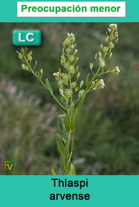 Thlaspi arvense