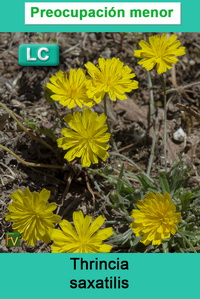 Thrincia saxatilis