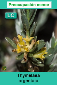 Thymelaea argentata