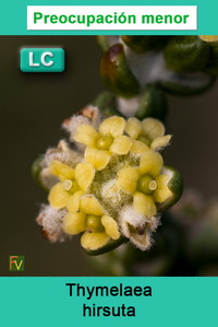 Thymelaea hirsuta