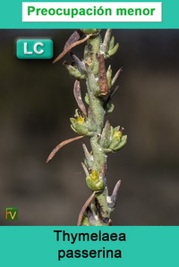 Thymelaea passerina
