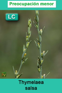 Thymelaea salsa