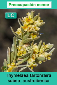 Thymelaea tartonraira austroiberica