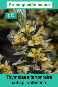 Thymelaea tartonraira valentina