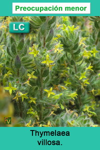 Thymelaea villosa