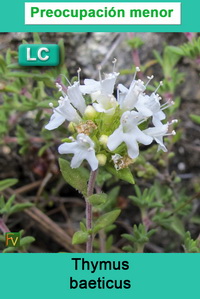 Thymus baeticus