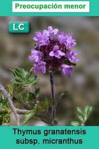 Thymus granatensis micranthus