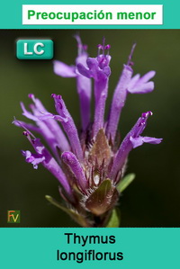 Thymus longiflorus