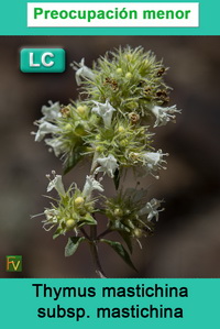 Thymus mastichina mastichina