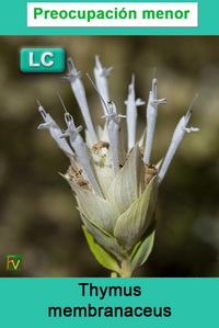 Thymus membranaceus