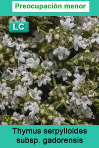 Thymus serpylloides gadorensis