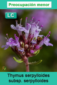Thymus serpylloides serpylloides