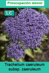 Trachelium caeruleum caeruleum