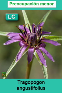 Tragopogon angustifolius