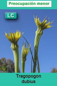 Tragopogon dubius