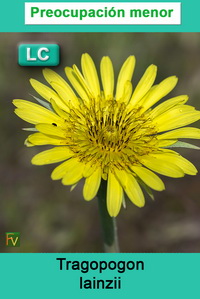 Tragopogon lainzii